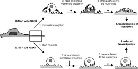 The Proposed Model Of Leukocyte Adhesion On And Transmigration Through Download Scientific