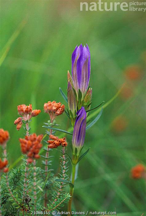 stock photo  marsh gentian gentiana pneumonanthe uk