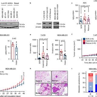 Faah Regulates Pro Oncogenic Features Of Bc Cells In Vitro And In