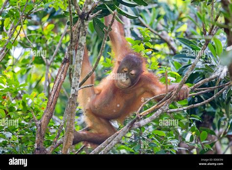 Malaysia Sabah State Sandakan Sepilok Orang Utan Rehabilitation Center