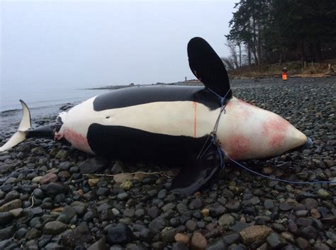 Necropsy performed on dead orca whale found off the coast of Courtenay ...