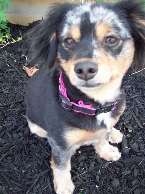Dameranian Dachshund Pomeranian Mix