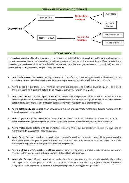 Sistema Nervioso Som Tico Sn Perif Rico Kd Apuntes Enfermer A Udocz