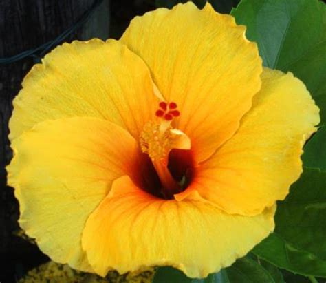 yellow hibiscus wander lord