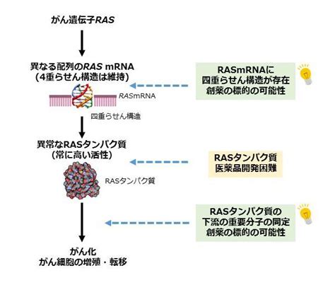 がん遺伝子rasによるがん悪性化機構の 解明と制御法の開発 甲南大学の研究力 甲南大学フロンティア研究推進機構