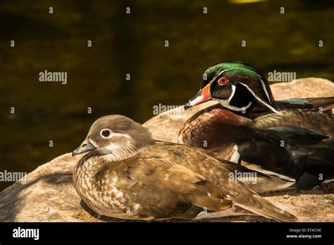 Wildlife Male Female Wood Ducks Hi Res Stock Photography And Images Alamy