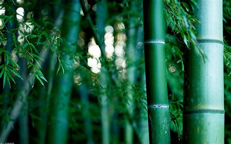 Top 999+ Bamboo Hd Wallpaper Full HD, 4K Free to Use