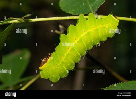 Luna moth caterpillar - Actias luna Stock Photo - Alamy