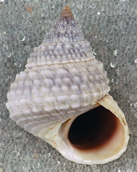 Beaded Periwinkle Shells Of Gtmo · Biodiversity4all