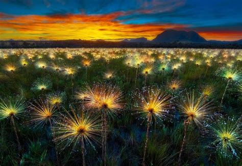 La Savane Du Cerrado L Autre Tr Sor Du Br Sil Prot Ger Paysage