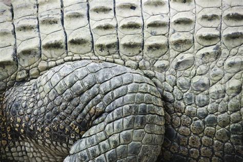 Crocodile Skin Close-up in Australia