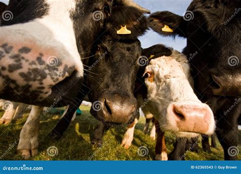 The Guernsey Cow stock image. Image of smiling, curious - 62365543