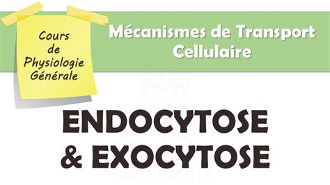 Physiologie G N Rale Endocytose Exocytose Youtube