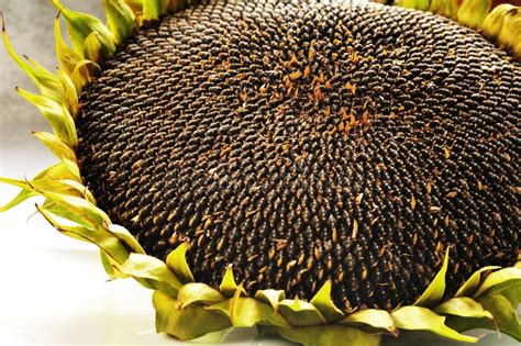 Mature Sunflower Head With Seeds Stock Photo Image Of White Summer