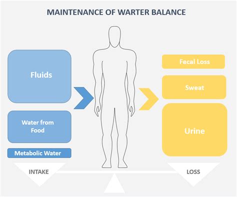 How Does the Body Maintain Water Balance - Pediaa.Com