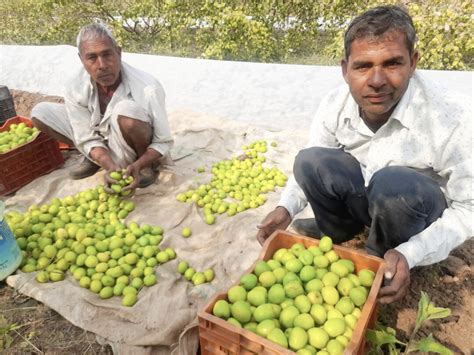 Farmers Are Earning 50 Thousand Rupees From 1 Bigha Farming बेगूं में थाइलैंड के ग्रीन एप्पल