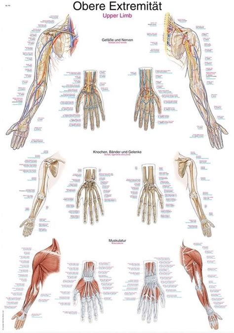 Le Corps Humain Poster Anatomie Du Membre Sup Rieur Papier X Cm