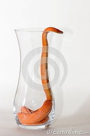 Hypo Fire Corn Snake Stock Photo Cartoondealer