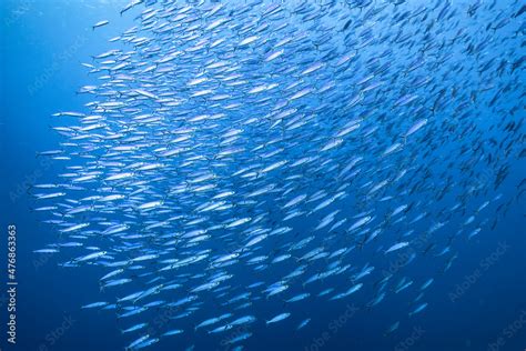 Seascape with School of Fish, Boga fish in the coral reef of the ...