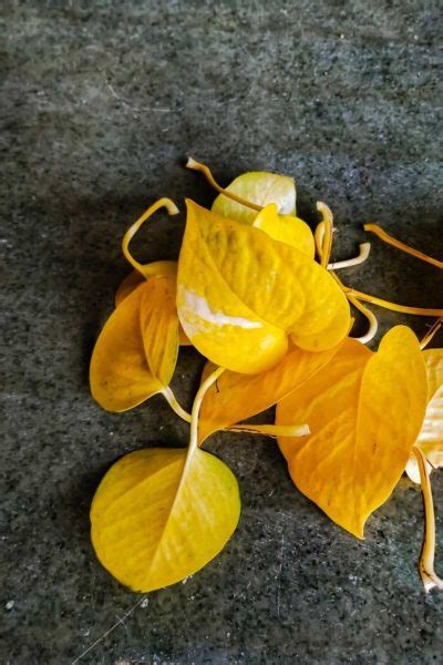 8 Reasons Why Your Pothos Leaves Are Turning Yellow - Growfully