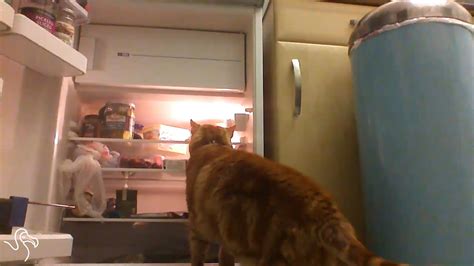 Cats Opening Fridges Youtube