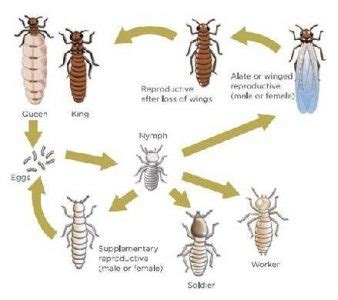 Learn About Termite | Our Pest Control Service - RapidKill