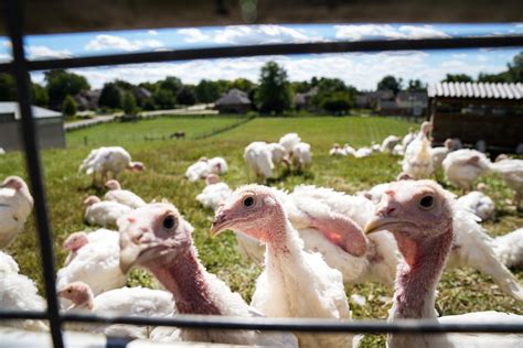 Gobble, Gobble! — Cincinnati People