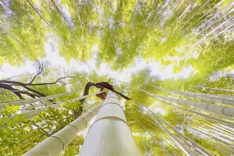 Kyoto Arashiyama Bamboo Forest Monkey Park Zen Temple GetYourGuide