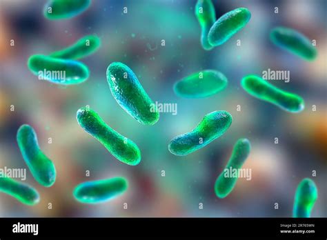 Q Fever Bacteria Coxiella Burnetii Computer Illustration Coxiella