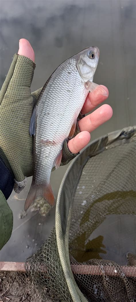 Fishin' Impossible: Spot the difference