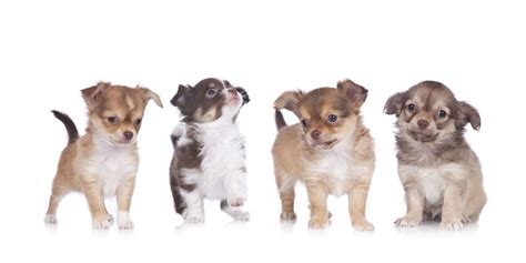 #1 | Chihuahua Puppies For Sale In California