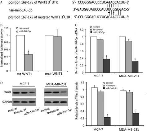 Target Genes Of MiR 140 5p In Human Breast Cancer Cell Lines Identified