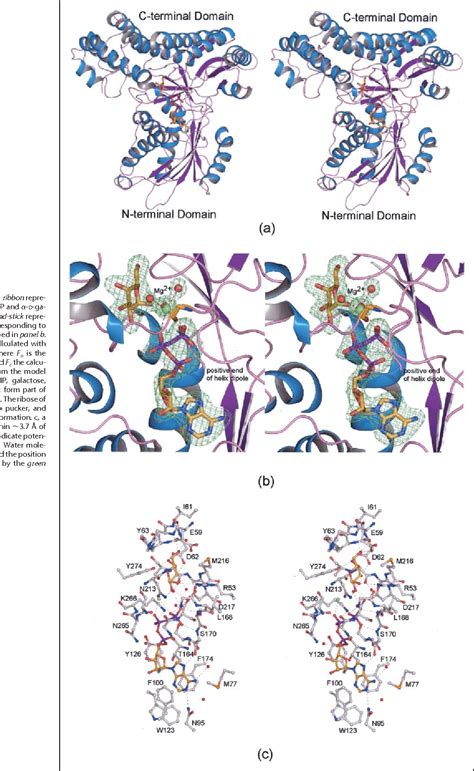 Figure 1 From Molecular Structure Of Saccharomyces Cerevisiae Gal1p A