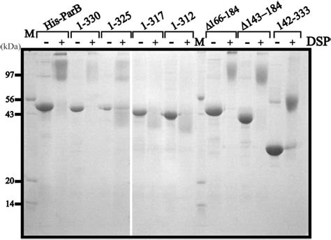 The Dna Binding Domains Of P Parb And The Architecture Of The P