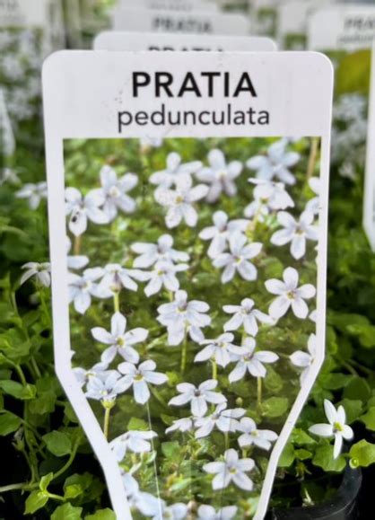 PRATIA Pedunculata White Star Creeper Echuca Moama Plant Farm