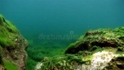 Underwater Bottom of Lake Baikal. Stock Video - Video of lake, life ...