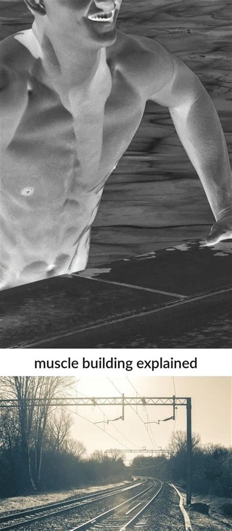 Muscle Building Explained 149 20190131062301 51 Muscle Building