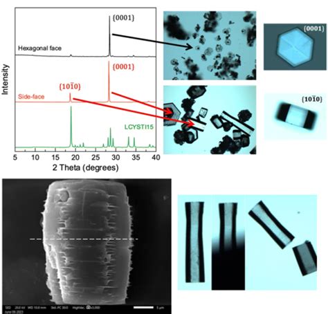 Cystine Crystal Nucleation And Decay In The Context Of Cystinuria