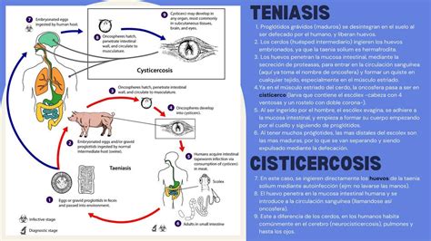 Ciclo biológico teniasis y cisticercosis Taenia Solium Dieguini