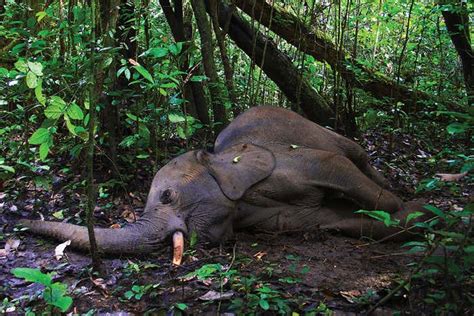 Slow-to-breed elephant hurtles towards extinction | New Scientist