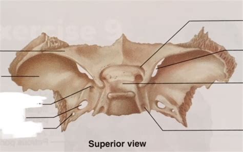 Sphenoid Bone Superior View Diagram Quizlet