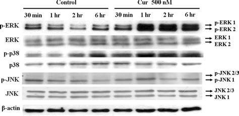 Curcumin Stimulates Proliferation Of Embryonic Neural Progenitor Cells