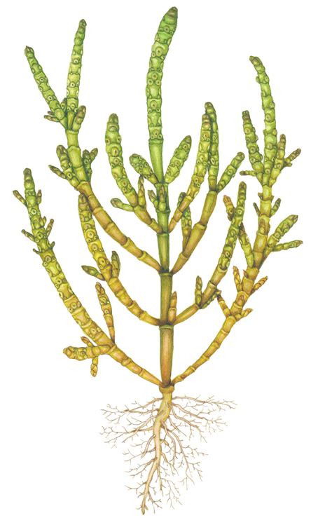 Common glasswort Salicornia europaea - Lizzie Harper