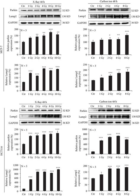 Ionizing Radiation Induces Mitophagy In Tumor Cells Mcf 7 And Hct 116 Download Scientific