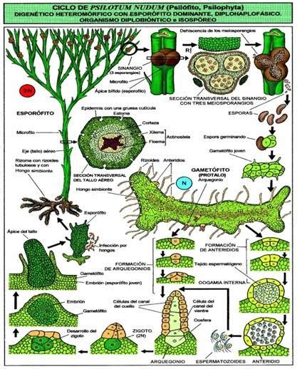 Practricadebiologiav B Plantas Vasculares