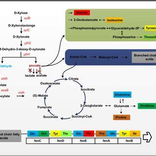 The Schematic Diagram Of The Metabolic Pathway Of Fengycin The Genes