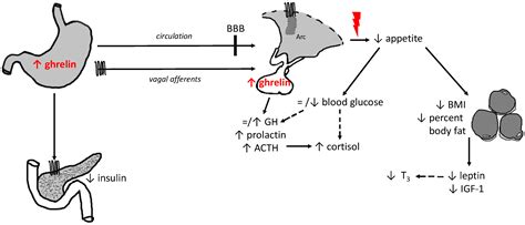 Ijms Free Full Text The Role Of Ghrelin In Anorexia Nervosa