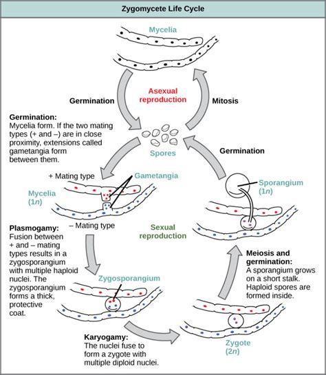 Classifications Of Fungi Biology For Majors II