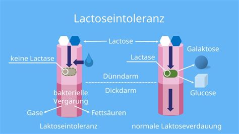 Lactose • Milchzucker Einfach Erklärt · Mit Video