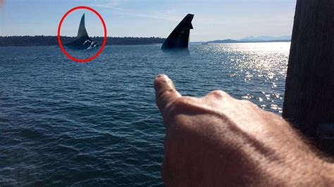 Megalodon Caught On Camera Spotted In Real Life Youtube